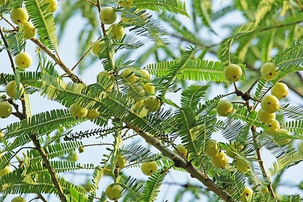 Fresh & Healthy Indian Gooseberry/Amla Fruit Plant (Medium-Size) All Season Amrud Green Skin With Flesh Organic Hybrid Dwarf Varieties Amalaki Fruit (Pack Of-1) Outdoor  Fruit Tree