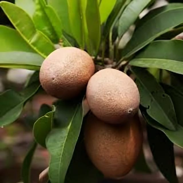 Rare  Sweet Hasya Sapota/Sapodilla Fruit Plant (Height 1.5-2 Feet) Hasya Sapota/Chikoo Orignal Hybrid Variety Grafted Fruit Plant For Home Graden Outdoor Plant Tree