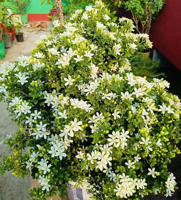 All Time Madhu Kamini Murraya Paniculata, Orange Jasmine, Kamini Flower  Plant (Height 1.5-2 Feet) Air Layered Baromasi Flower, Fragrance: Sweet, Orange-Blossom For Home Garden