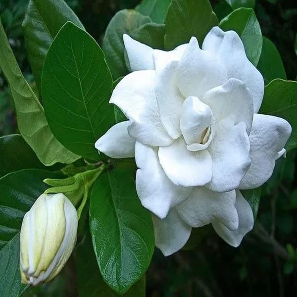 Rare All Time Gandharaj Flower, Gardenia Cape Jasmine  Plant (Height 1.5-2 Feet) Air Layering | "King Of Fragrance Sweet, And Heady (1Healthy  Tree) For Home Garden Shrub