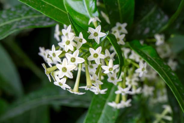 Rare Hasnuhana, Raat Ki Rani, Night-Blooming Jasmine, Lady Of The Night  Flower Plant (Height 1.5-2 Feer) Gardening Well Watered Hasnuhana Flowers With Strong And Sweet Fragrance Plant