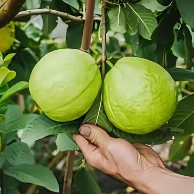 Fresh & Healthy (Allahabad Safeda) Guava Fruit Plant (Height 1.5-2 Feet) All Season Amrud Green Skin With Flesh Organic Hybrid Dwarf Varieties Fruit Tree (Pack Of-1)  Fruit Tree