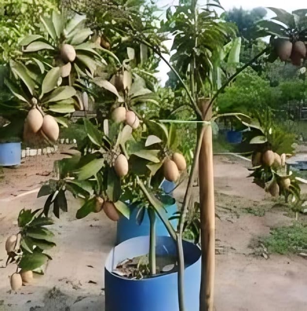 Rare Chikoo Thai Banana Long Variety Sapota Fruit Grafted  Plants (Height 1.5-2 Feet) Chikoo Fruit Hybrid Vareity Plant |Taste: Sweet, Caramel-Like Flavor| For Garden Outdoor  Tree-1