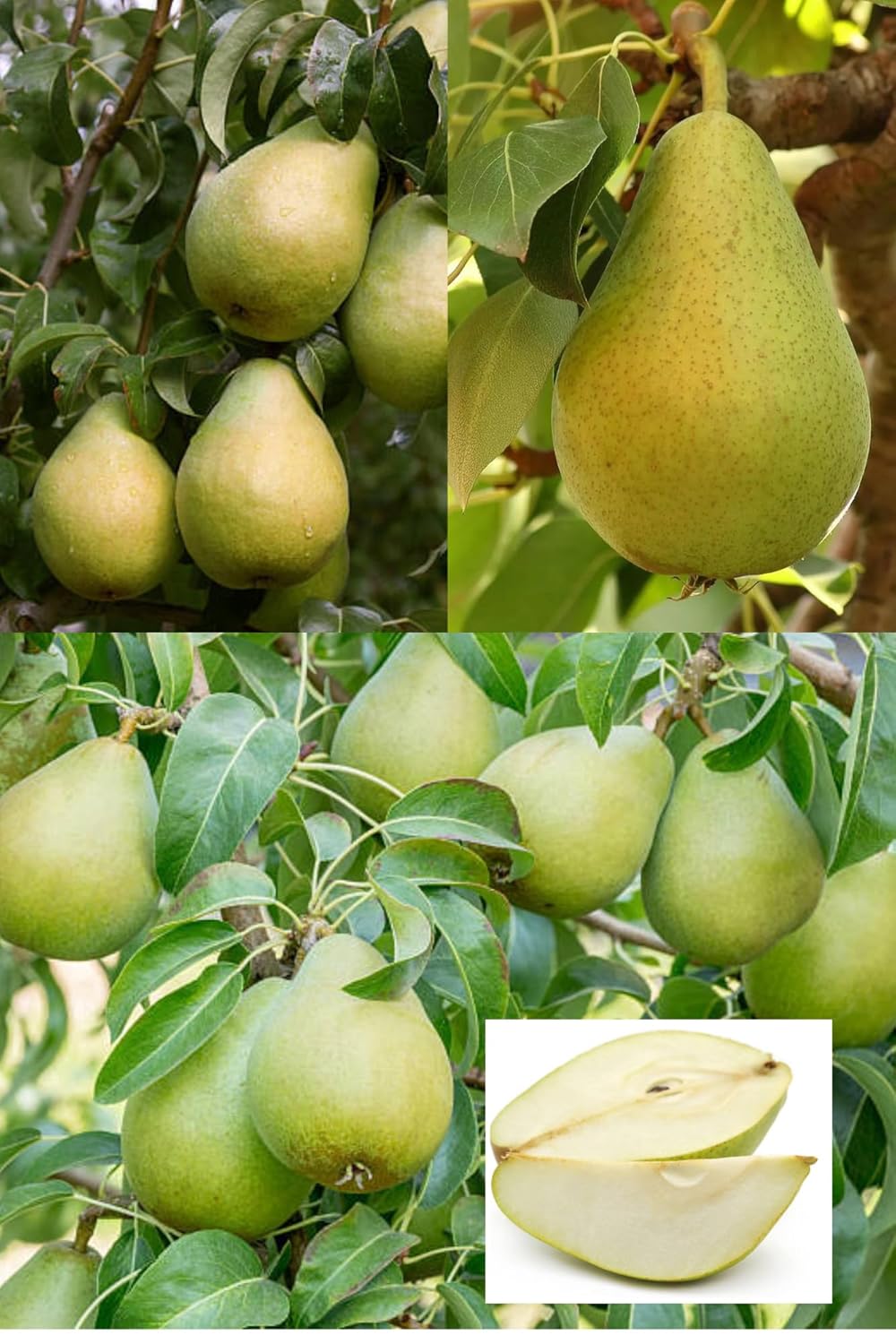 Babugosha Pear Pyrus Communis Nashpati Layering/Grafted Fruit Plant (Height 1.5-2.5 Feet) All Season Hybrid Fruit Plant Sweet With Mild Taste For Home Garden Tree