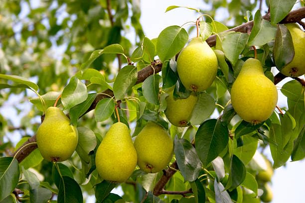 Babugosha Pear Pyrus Communis Nashpati Layering/Grafted Fruit  Plant (Height 1.5-2.5 Feet) All Season Hybrid Fruit Plant Sweet With Mild Taste For Home Garden Tree