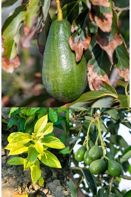 Avocado Fruit Plant (Height 1.5-2 Feet) Avocado, Butter Fruit, Alligator Pear Hybrid Plant Hass Avocado Persea Americana Alligator Pear Butter Fruit Rare Variety For Home Outdoor Tree