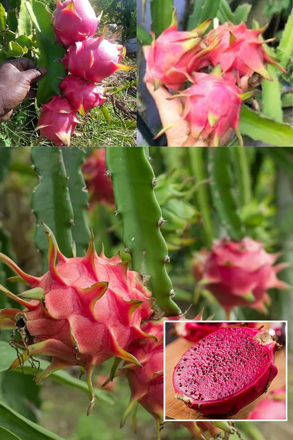 Pink Dragon Fruit Cutting/Grafted Fruit Plant (Height 1.5-2 Feet) Climbing Cactus,Exotic Tropical Fr Uits After 6 Month,Mildly Sweet, Refreshing Flavor,1 Healthy Plant For Home Garden