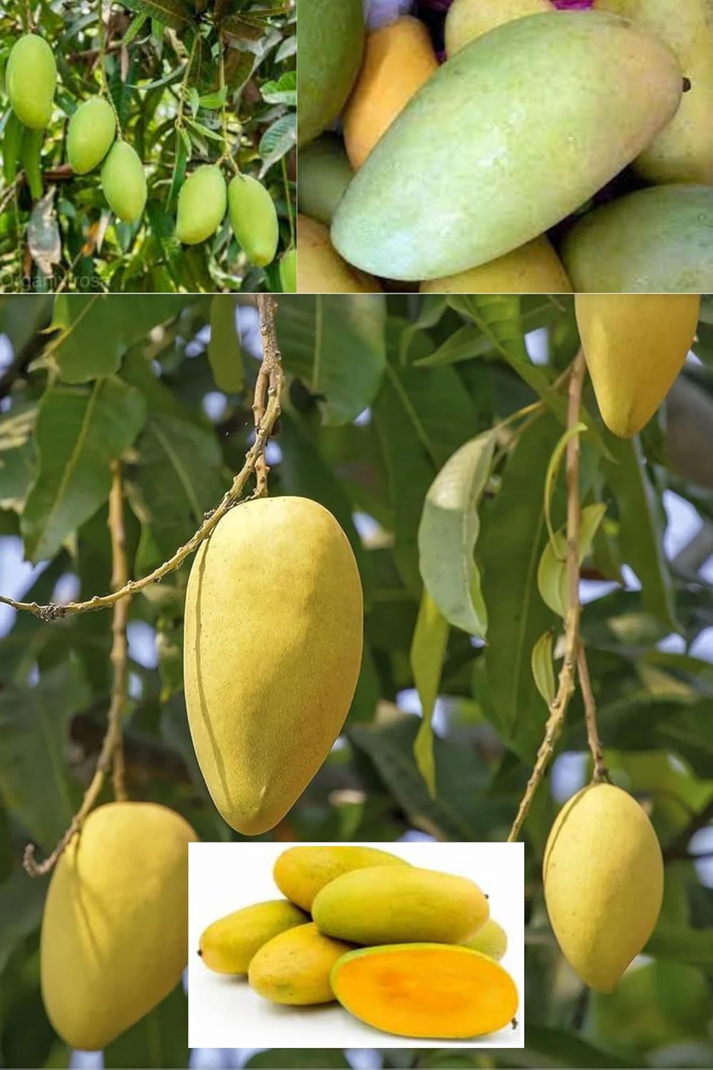 Langra King Of Mango Aam Grafted Fruit Plant (Height 1.5-2.5 Feet) After Fruit 1Years Hybrid (Langra Variety) Plant Aromatic Flavor (1 Heathy Plant For Home Garden Outdoor)