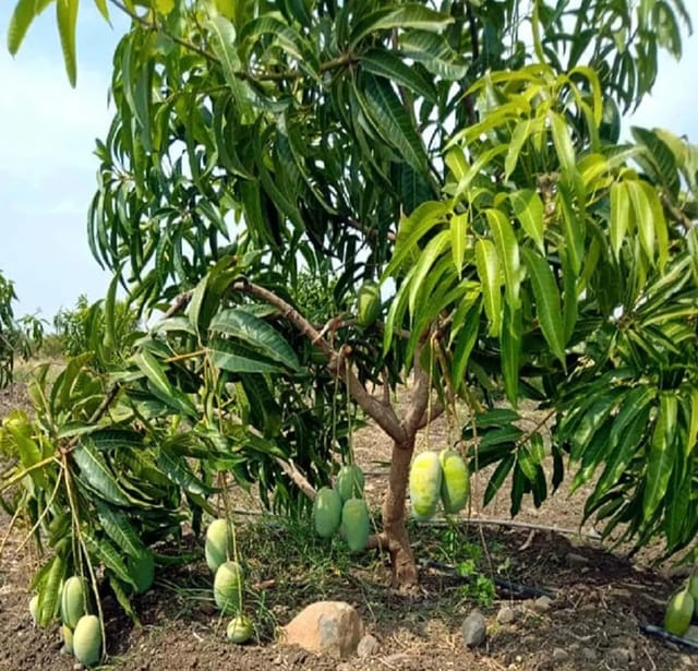 Langra King Of Mango Aam Grafted Fruit  Plant (Height 1.5-2.5 Feet) After Fruit 1Years Hybrid (Langra Variety) Plant Aromatic Flavor (1 Heathy Plant For Home Garden Outdoor)