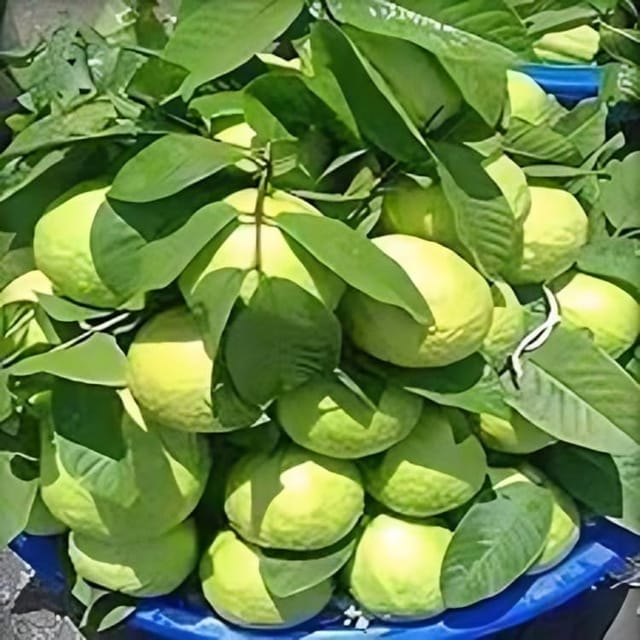Rare  Sweet Thai -7 Guava Fruit Plant (Height1.5-2Feet) Guava Plant Orignal Hybrid Exotic Variety Fruit Plant |Taste: Sweet, Mildly Tangy, And Very Aromatic| Pack Of-1|Outdoor  Tree