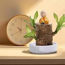 Brazilian Luckywood Plant With Colour Pot | Indoor Lucky Brazilian Wood Plant For Living Room, Home, Office Table, Kitchen, Bedroom & Desk Decor (1 Healthy Lucky Wood Plant)