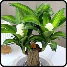 Brazilian Luckywood  Plant With Colour Pot | Indoor  Lucky Brazilian Wood Plant For Living Room, Home, Office Table, Kitchen, Bedroom & Desk Decor (1 Healthy Lucky Wood Plant)