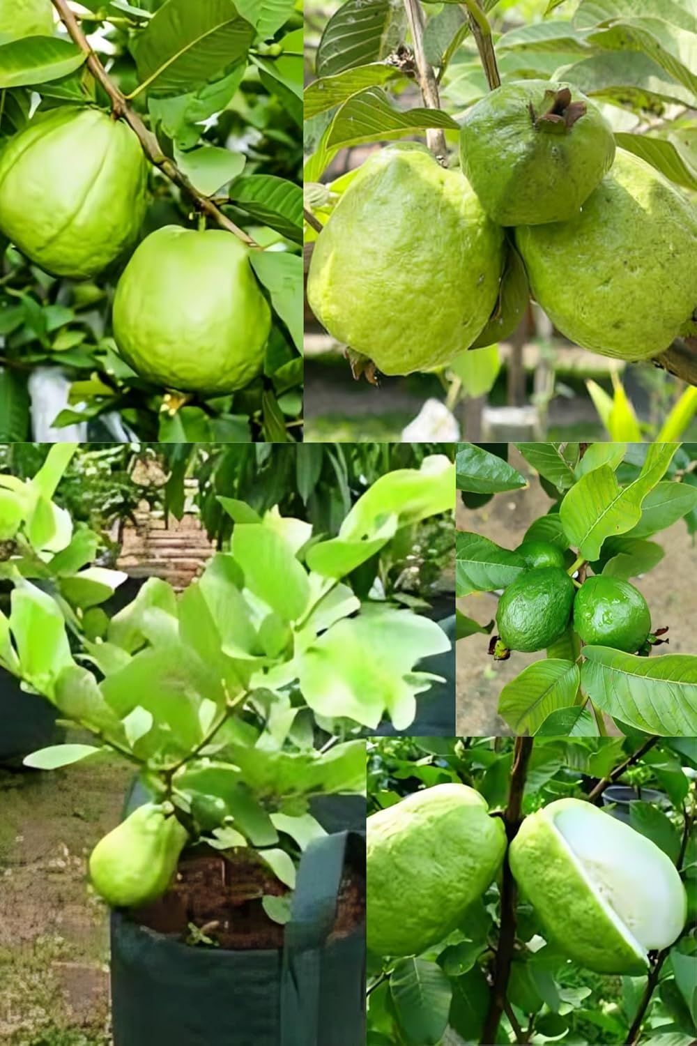 Fresh & Healthy (Lucknow-49) Guava Fruit Plant (Height 1.5-2 Feet) All Season Amrud Green Skin With Flesh Organic Hybrid Dwarf Varieties Fruit Tree (Pack Of-1) Outdoor Fruit Tree