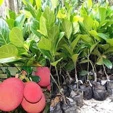Thai Pink All Season Jackfruit Panasa Varikka Kathal Chakka Grafted Fruit  Plant (Height 1.5-2 Feet) Exotic Variety, Sweet, Juicy, And Fragrant, 1 Healthy Fresh Plant For Home Garden
