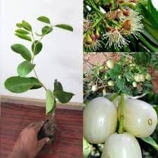 White Jamun Jambolan Jam Grafted Fruit  Plant (Height 1.5-2 Feet) Skin Pale White To Light Pink When Ripe,Mildly Sweet, Refreshing, Less Tangy, 1Healthy Plant For Home Garden