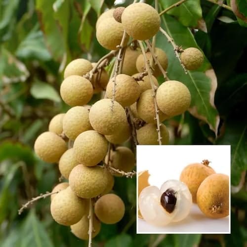 Diamond River Dragon Eye Longan Grafted Fruit Plant (Height 1.5-2 Feet) Fruits After 1 Year,Similar To Lychee But Less Floral And More Caramel-Sweet, 1 Healthy Plant For Home Garden