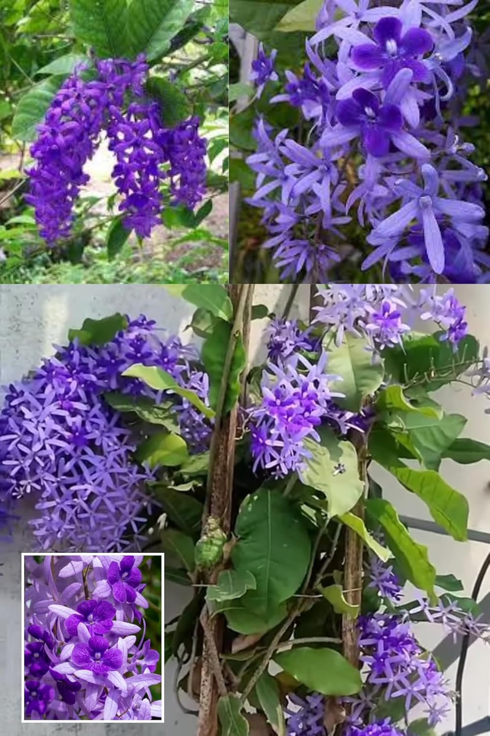All Time Nilmoni Lata (Sandpaper Vine) Purple Wreath, Bluebird Vine Plant (Height 1.5-2 Feet) Fast-Growing Flowering Climber (Vine) Mild Or Non-Fragrant,1 Fresh Plant For Home Garden