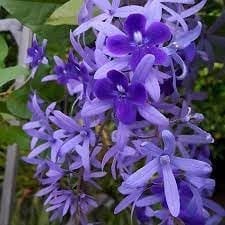 All Time Nilmoni Lata (Sandpaper Vine) Purple Wreath, Bluebird Vine  Plant (Height 1.5-2 Feet) Fast-Growing Flowering Climber (Vine) Mild Or Non-Fragrant,1 Fresh Plant For Home Garden