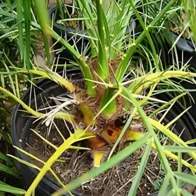 Rare  Sweet Dwarf Arabian Date Fruit Plant (Height 1.5-2 Feet) Arabian Date Orignal Hybrid Date Palm Variety Fruit Plant | Khajur Fruit Plant | For Home Graden Outdoor  Tree