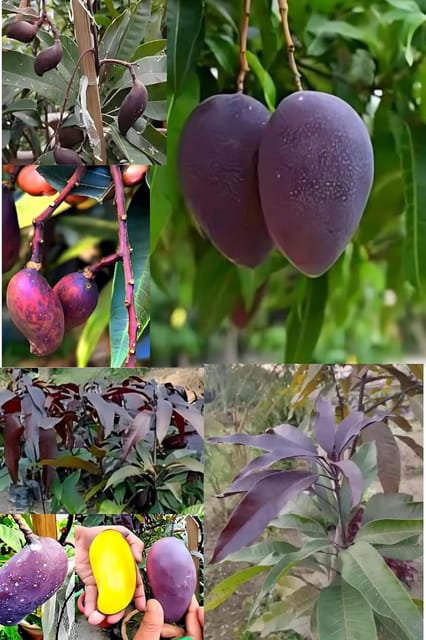 Rare  Black Stone Mango Fruit Plant(Height 1.5-2 Feet) Black Stone Mango Orignal Hybrid Exotic Variety Fruit Plant |Taste: Sweet With A Slight Tangy Undertone| For Outdoor tree-1