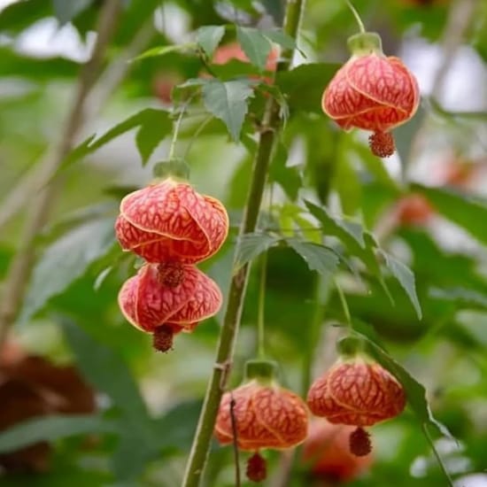 Lanthan Hibiscus Joba Gudhal Flower  Plant (Height 1-1.5 Feet) For Home Garden