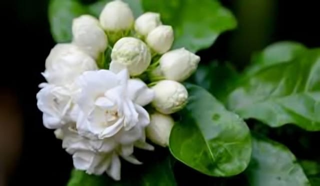 (Pack Of -2) Fresh & Healthy (Arabian Jasmine) Bel Flower Plant (Heaight 1.5-2 Feet) Hybrid Variety Double Patel Flower Plant | Sweet Aroma |Fragrance: Sweet, Strong |Outdoor  Tree