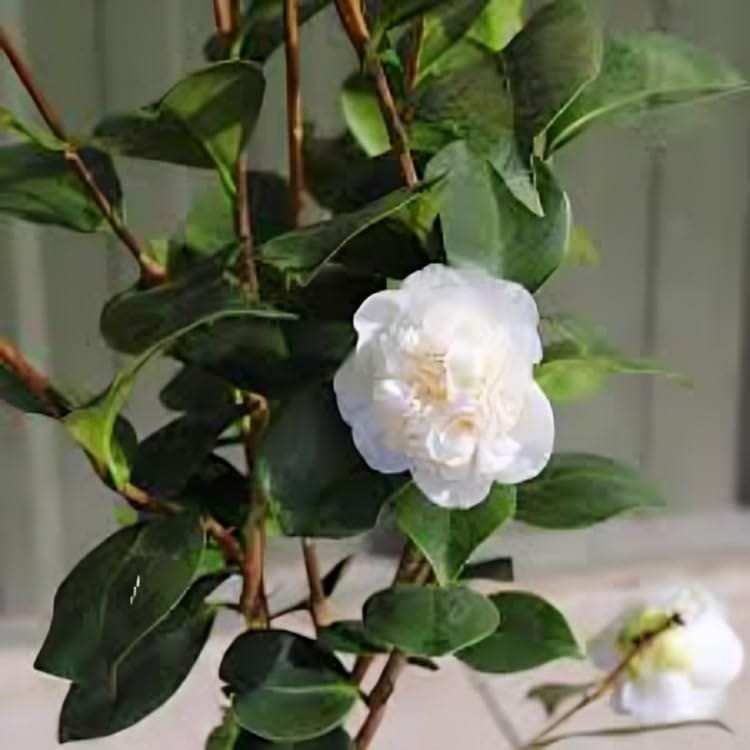 White Beauty April Bluse Camellia Flower Plant (Heaight 1.5-2 Feet) Camellia Orignal Hybrid Flower Plant Sweet Fragrance :(Pack Of 1) For Home Graden Outdoor Tree