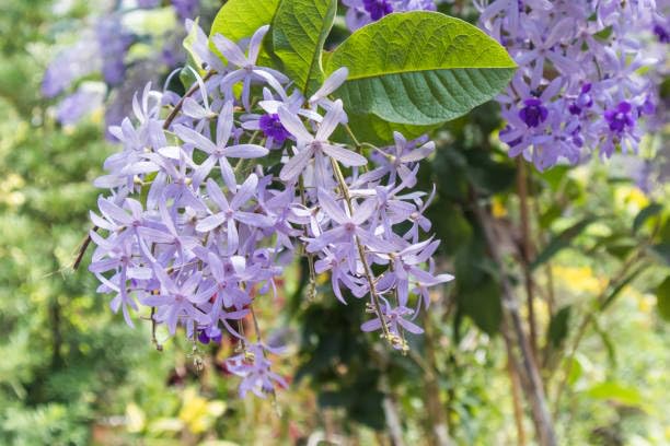 Rare Nilmoni Lata Petrea Volubilis,QueenS Wreath, Purple Wreath,Sandpaper Vine,  Plant (Height 1.5-2 Feet) Hybrid Variety Exotic Dwarf Flower'S (1 Healthy  Plant) For Home Garden