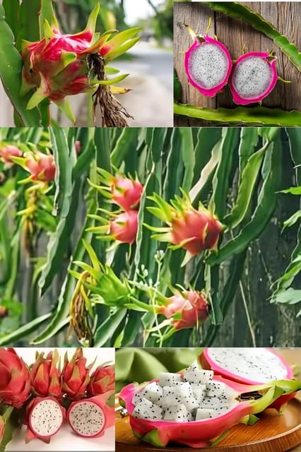 Alice Sweet Dragon Fruit Plant Hybrid (1-1.5 Feet Height) Dragon Plant Original Rare Fruit Plant (1 Healthy Dragon Plant) For Home Graden Outdoor Tree Alice Sweet Dragon Fruit Plant Hybrid (1-1.5 Feet Height) Dragon Plant Original Rare Fruit Plant (1 Healthy Dragon Plant) For Home Graden Outdoor Tree