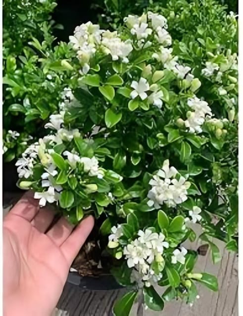 Rare Madhu Kamini Flower Plant (Murraya Paniculata),  (Height 1.5-2 Feet) Madhu Kamini Original Hybrid Flower Plant | Strong, Sweet Jasmine-Like Fragrance For Garden Outdoor  Tree