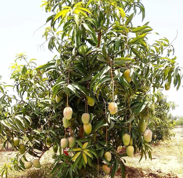 Sweet Gir Kesar Mango Aam Grafted Fruit  Plant (Height 1.5-2 Feet) Fruit After 8-10 Months (300-400 Grams Per Fruit) Sweet, Rich, And Aromatic Taste, (1 Healthy Plant For Home Garden)