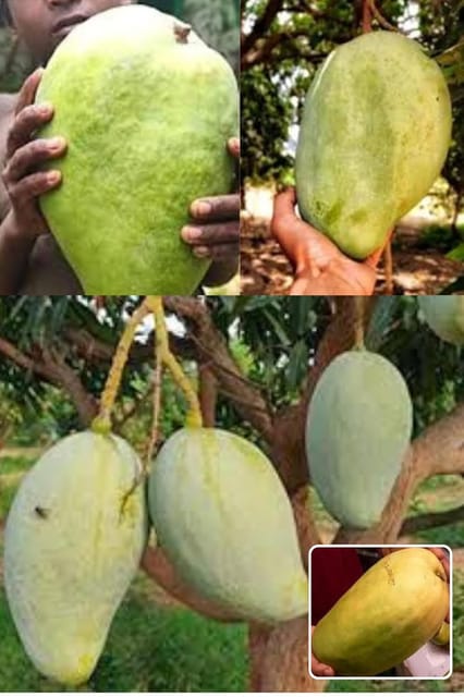 Noorjhana Mango Aam Grafted Fruit  Plant (Height 1.5-2 Feet) Premium Mango Varitey, Fruits After 1 Year,Sweet, Aromatic, And Juicy With A Pleasant Tropical Taste, 1 Plant For Home Garden