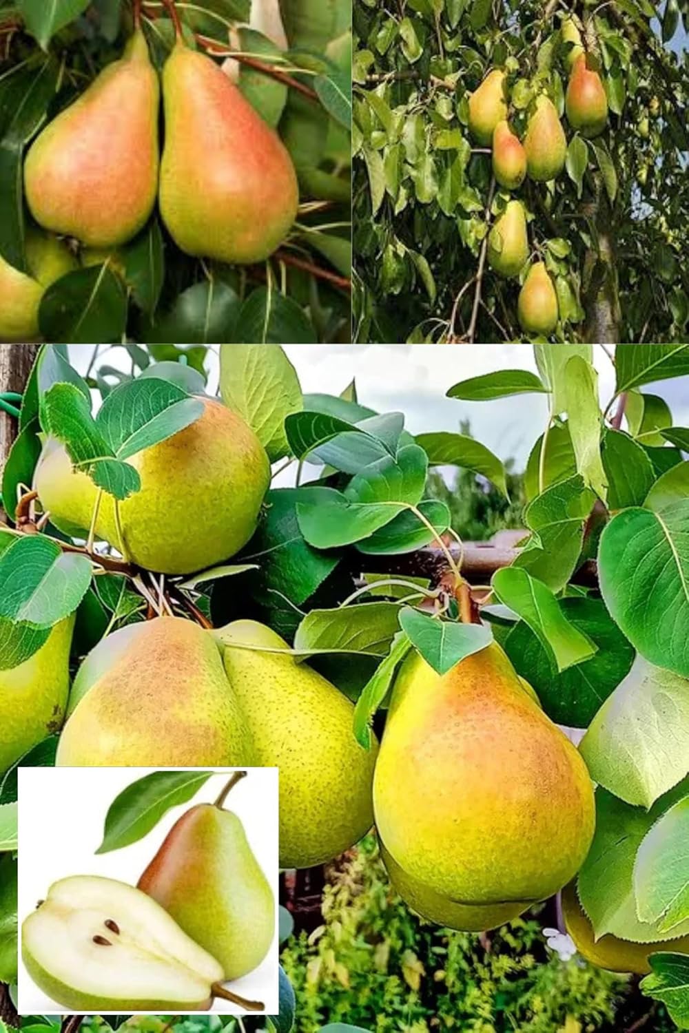 Pear (Pyrus) Communis Naspari Layering/Grafted Fruit Plant (Height 1.5-2.5 Feet) Fruits After 1Year, Sweet, Juicy, And Mildly Grainy-Textured Fruits, 1Healthy Plant For Home Garden