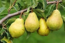 Pear (Pyrus) Communis Naspari Layering/Grafted Fruit  Plant (Height 1.5-2.5 Feet) Fruits After 1Year, Sweet, Juicy, And Mildly Grainy-Textured Fruits, 1Healthy Plant For Home Garden