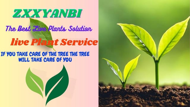 Seedless Apple Ber Jujube Kul Grafted Fruit  Plant "(Height 1-2 Feet) Fruits After 1Year,Fruit Size: 50-100 G Per Fruit,Taste: Mildly Sweet And Aromatic, 1 Healthy Plant For Home Garden