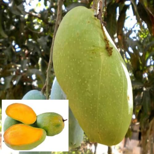 Malda Fazli Mango Aam Grafted Fruit Plant (Height 1.5-2 Feet) Premium-Quality Mango Variety, Fiberless Fruits With Sweet, Juicy Pulp. 1 Healthy Fresh Plant For Home Garden