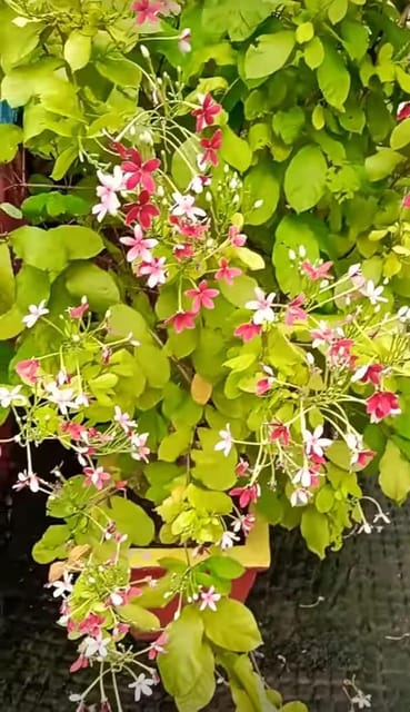 Rare Madhavi Lata Flower, Harsingar, Rangoon Creeper  Plant (Height 1.5-2 Feet) Hybrid Variety Flower Plant Fragrance:Sweet, Pleasant (1 Healthy  Tree) For Home Garden