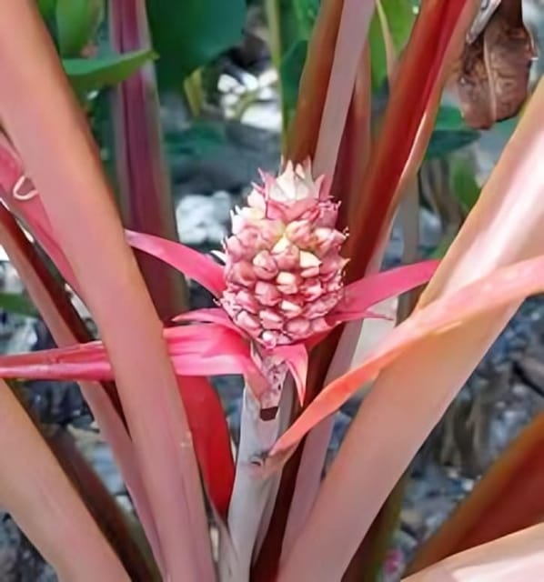 Rare Variety  Red Pineapple Fruit Plant (Height 1-1.5 Feet) After Fruits 1-1.5 Years Original Rare  Red Pineapple Fruit Plant For Home Graden Outdoor  Tree
