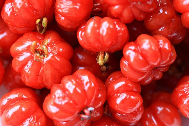 Surinam Cherry Cherries Layering/Grafted Fruit  Plant (Height 1.5-2 Feet) Brazilian Cherry,Fruits After 1 Year,Sweet-Tart, Aromatic, Refreshing.1 Healthy Fresh Plant For Home Garden
