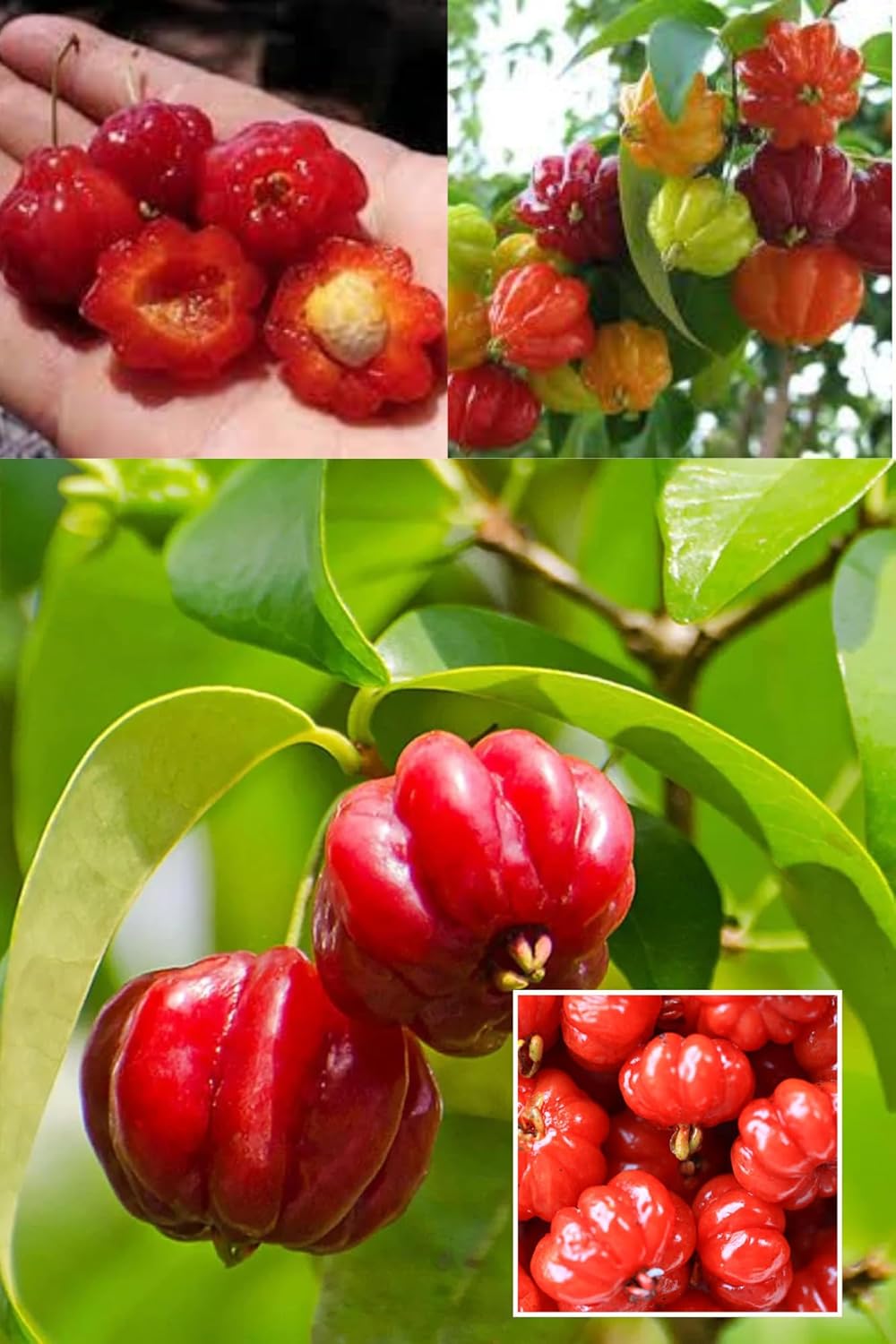 Surinam Cherry Cherries Layering/Grafted Fruit Plant (Height 1.5-2 Feet) Brazilian Cherry,Fruits After 1 Year,Sweet-Tart, Aromatic, Refreshing.1 Healthy Fresh Plant For Home Garden