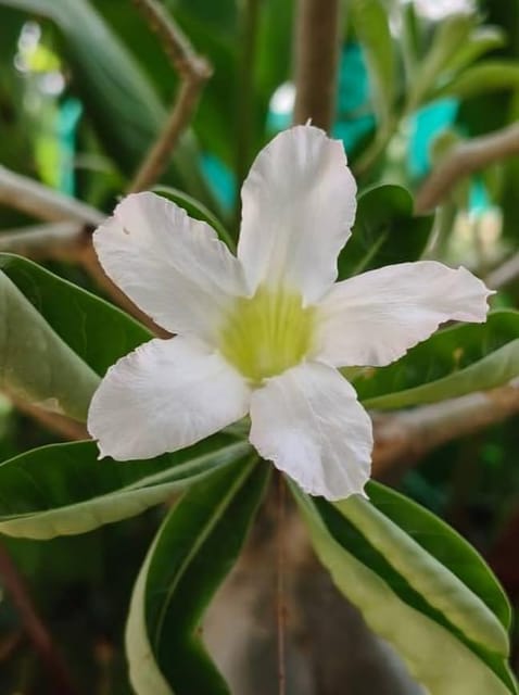 Pack of 3 : Rare   (Desert Rose) Adenium Flower Plant(Height 1-1.5 Feet) Adenium Plant Orignal Hybrid Variety Double Patel Flower Plant For Home Graden Outdoor/Indoor  Tree