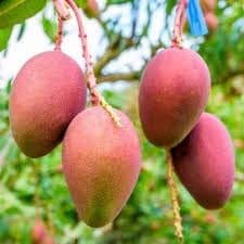 Pusa Arunima Mango Aam Grafted Fruit  Plant (Height 1.5-2 Feet) Fruits After 1Year,Sweet With Rich Flavor And Pleasant Aroma, 1 Healthy Fresh Plant Ideal For Home Gardens