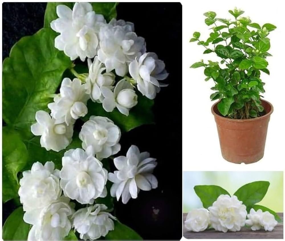 Rere All Time Jasmine Bel, Mogra, Arabian Jasmine Flower Plant (Height 1-3 Feet) Air Layered/Baromasi/12 Month Flowers, Intensely Sweet Fragrance Plant/For Home Garden