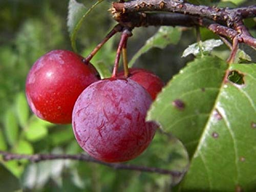 " Rare Red Plum Aloo Bukhara Layering/Grafted Fruit  Plant (1.5-2 Feet Height) All Season Amrud Red Skin With Fresh Organic Hybrid Fruit (Pack Of-1) Home Garden Outdoor  Fruit Tree