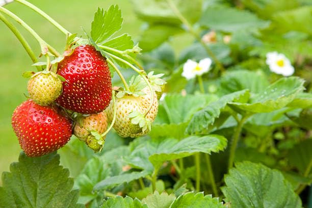 Fresh & Healthy Thai Strawberry Fruit Plant (Height 1-1.5 Feet) All Season Amrud Red Skin With Flesh Organic Hybrid Sweet Red, Juicy Fruit Tree| (Pack Of-1) Outdoor  Fruit Tree