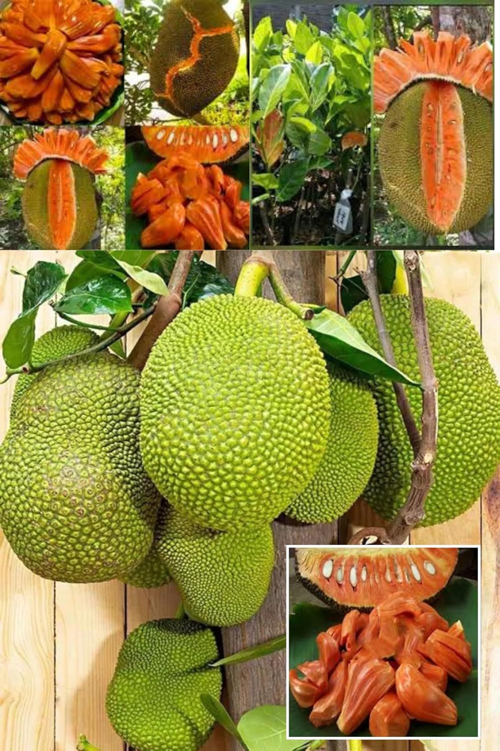 Red Sindoor Jackfruit Plant (Lal Kathal) Panasa Varikka Kathal Chakka Grafted Fruit Plant (Height 1.5-2 Feet) Taste: Sweet, Aromatic, Juicy (1 Healthy Plant For Home Garden