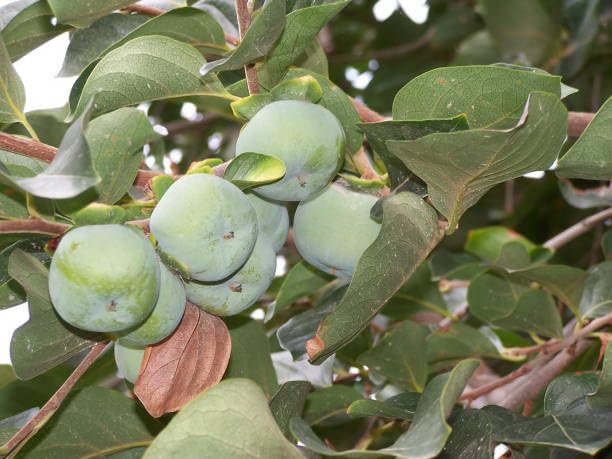 Fuyu Japanese Persimmon Layering/Grafted Fruit  Plant (Height 1.5-2 Feet) After Fruit 8-10 Month| Healthy And Tasty Persimmon Plant |All Season Friendly| 1 Plant For Home Gardeen
