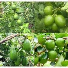Nimbu China 3 Seedless Layering/Grafted Fruit  Plant (Height 1.5-2 Feet) Citrus Limon (China-3 Variety) Very Juicy, Tangy, And Aromatic,Refreshing Lemon Fragrance, 1Plant For Home Garden