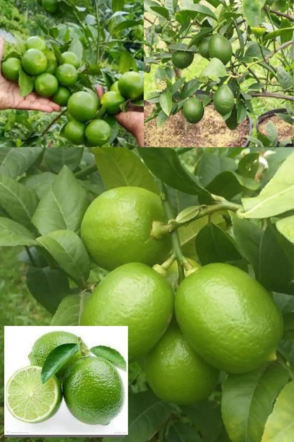 Nimbu China 3 Seedless Layering/Grafted Fruit Plant (Height 1.5-2 Feet) Citrus Limon (China-3 Variety) Very Juicy, Tangy, And Aromatic,Refreshing Lemon Fragrance, 1Plant For Home Garden