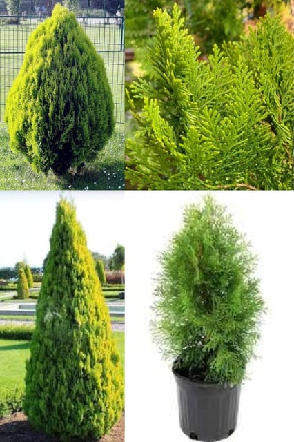 Thuja Morpankhi Jhau (Casuarina)  Plant (Height 1.5-2 Feet) Air Layered, Dense, Flat, Scale-Like Leaves Beautiful Plant (1 Healthy Evergreen Shrub Tree Ideal For Home Garden Decor